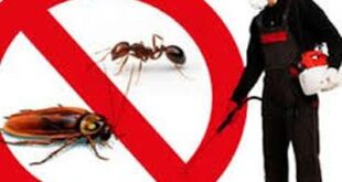 شركة مكافحة حشرات حى الجسر الخبر